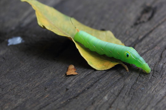 green caterpillar on leaf