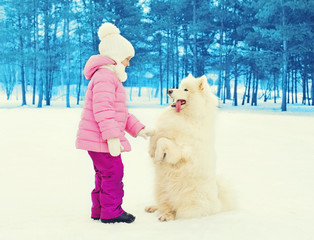 Child with white Samoyed dog playing on snow winter gives paw