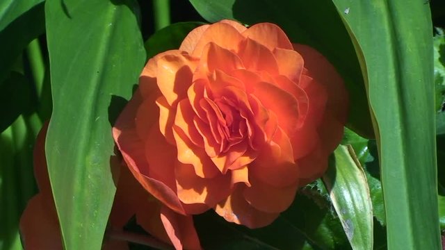 Die orange Bl&uuml;te einer Begonie wird von im Wind schaukelnden gr&uuml;nen Bl&auml;ttern besch&uuml;tzt (Nahaufnahme)