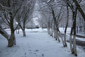 winter snow on tree PARK