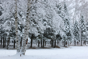 winter snow on fir tree branch