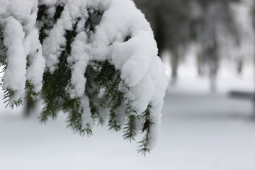 winter snow on fir tree branch