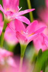 Pink beautiful Fairy lily in garden.