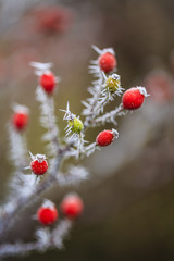 Winter in the garden and the first frosts with frozen rose fruits. 