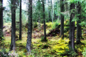Fototapeta premium Beautiful landscape spruce forest in the summer