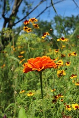 THE GARDEN OF The WRITER COLETTE, VARETZ, CORREZE, FRANCE


