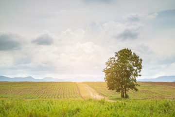 Green tree in full leaf in a field summer..