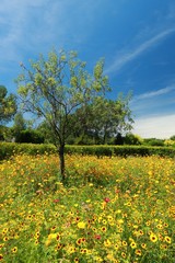 THE GARDEN OF The WRITER COLETTE, VARETZ, CORREZE, FRANCE

