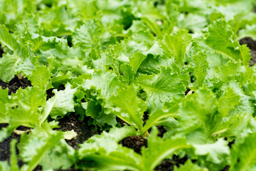 Organic Farm, harvest organic in the Greenhouse nursery...