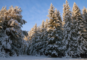 Winter forest