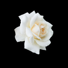 Naklejka premium piękna biała róża