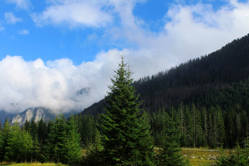 Beautiful mountain landscape. Spruce forest in the mountains.