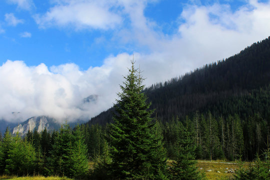 Beautiful mountain landscape. Spruce forest in the mountains. © markasia