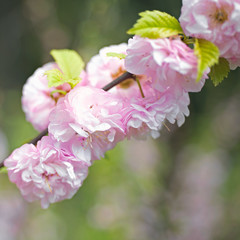 Flowering trees in spring
