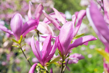 
Flowers of magnolia on a branch pink
