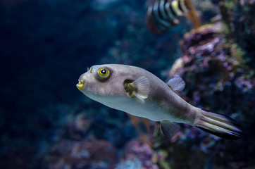 Fototapeta na wymiar Pufferfish