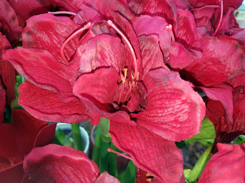 Amaryllis, Ritterstern, Hippeastrum-Hybriden