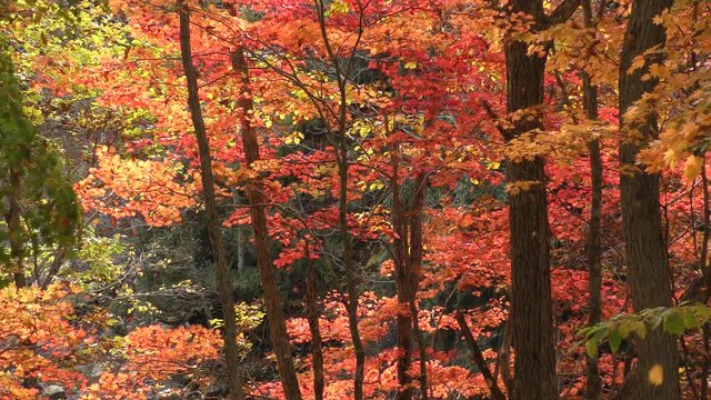奥利根の紅葉と落葉