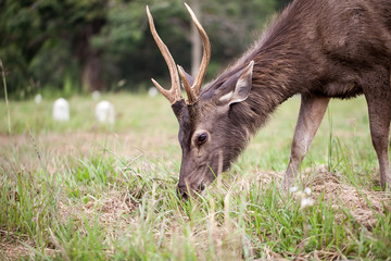deer in field