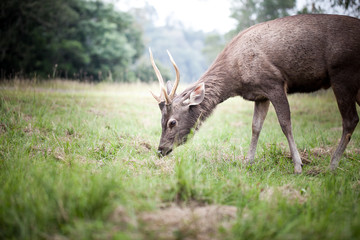 deer in field