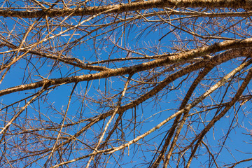 Tree branches over blue sky background
