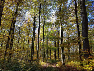 Obraz premium Buchenwald, Herbst