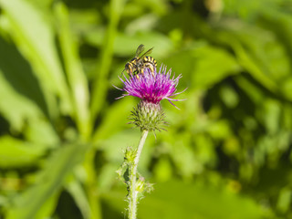 Wasp portrait on Blooming Thistle, Carduus, flower macro with bokeh background, selective focus, shallow DOF