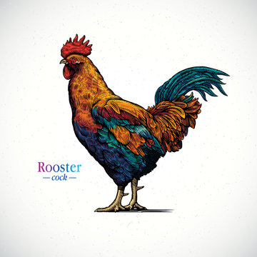 Illustration of a rooster in a graphical style and painted in color, hand drawn Illustration.
