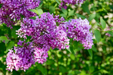 A branch of lilac in the garden.