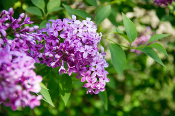 Fototapeta na wymiar A branch of purple lilac.