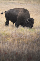 Wild Bison in the park