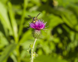 Wasp portrait on Blooming Thistle, Carduus, flower macro with bokeh background, selective focus, shallow DOF
