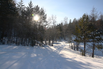 Snow-covered Siberian forest. Beautiful Christmas landscape.