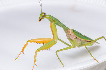 Giant Malaysian shield praying mantis (Rhombodera Basalis) resting on a white polisterine plate