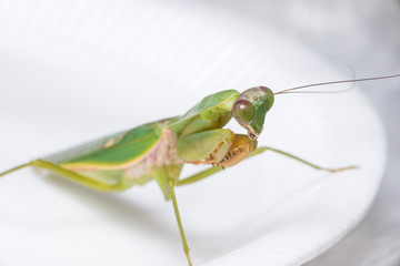 Giant Malaysian shield praying mantis (Rhombodera Basalis) resting on a white polisterine plate