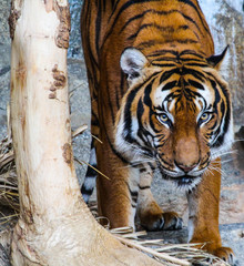 Tiger mit lauerndem Blick