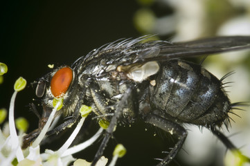 Calliphora with pollen