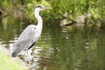 Image of Grey heron Ardea cinerea near lake in London park in summer. Selective focus