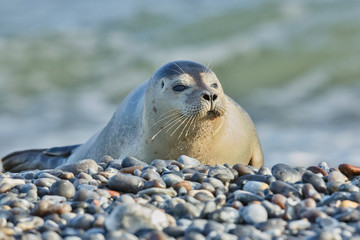 very cute seal on the beach on dune island near helgoland, wild ocean, marine wildlife, germany, helgoland and dune, a lot of seals, new life comes