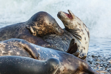 seals fight in the water on dune island near helgoland, wild ocean, marine wildlife, germany, helgoland and dune, a lot of seals, new life comes