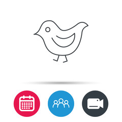 Bird icon. Chick with beak sign. Fowl with wings symbol. Group of people, video cam and calendar icons. Vector
