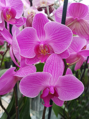Fototapeta na wymiar Phalaenopsis, Zambezi, Orchidee