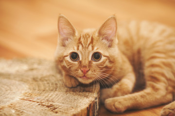 Fototapeta na wymiar a ginger kitten with whiskers only on one side lying on a piece of wood. close up, selective focus