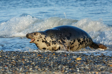 very cute seal on the beach on dune island near helgoland, wild ocean, marine wildlife, germany, helgoland and dune, a lot of seals, new life comes © photocech