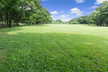 Green park at Vachirabenjatas Park (Rot Fai Park) Bangkok, Thailand