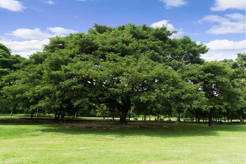 Obraz premium Green park at Vachirabenjatas Park (Rot Fai Park) Bangkok, Thailand
