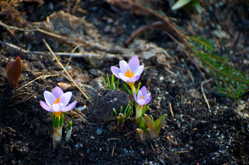 Early spring flowers