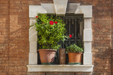 Green plants in pots in small window against brick wall, Venice