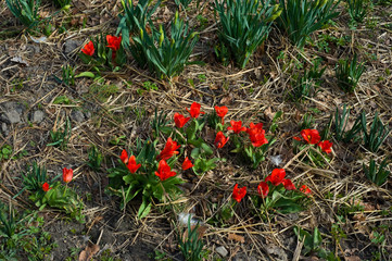 Red flowers at spring
