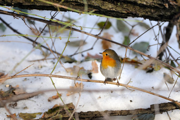 Wintering Robin among dry leaves in the snow
